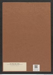 Diatomeae indet. Zeichnungen Sammlung Grunow Mappe 02900 (Herbarium_W_Grunow_drawings_Folder_02900)
